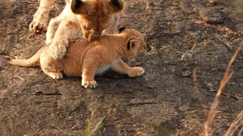 newborn baby lion