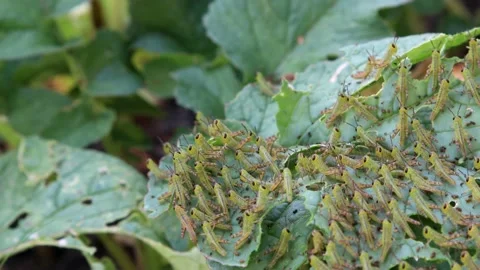 A closeup of newly hatched grasshopper or locust nymphs, 4K Stock Footage 158565153