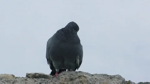 Closeup nice grey pigeon sits on rock and flies away Video stock 103299484