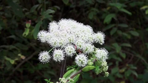 CloseUp of  a nice white flower Stock Footage 292078810