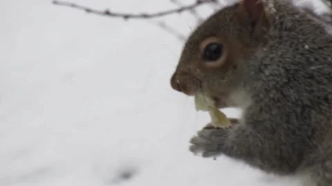 Closeup of North American Gray Squirrel eating food  in snow during winters Stock Footage 169127306