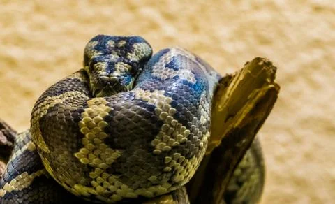 Closeup of a northwestern carpet python on a tree branch, tropical snake from Stock-Fotos