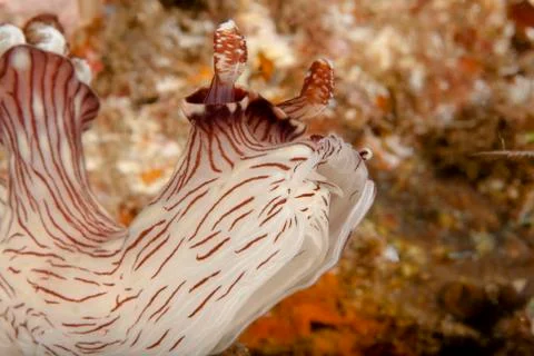 Closeup nudibranch Stock Photos