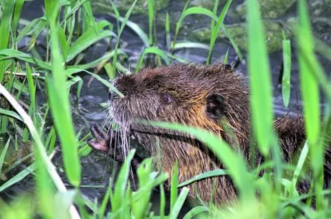 Closeup of nutria Stock Photos