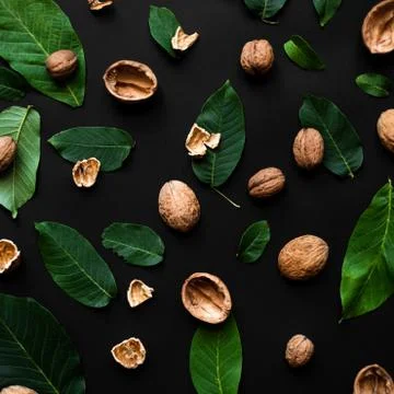 Closeup nutshell  and fresh green leafs scattered on a black background. Squa Stock Photos