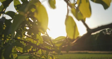 Closeup of a Nuttree with green leaves, sun and sun flares  Stock Footage 227968223