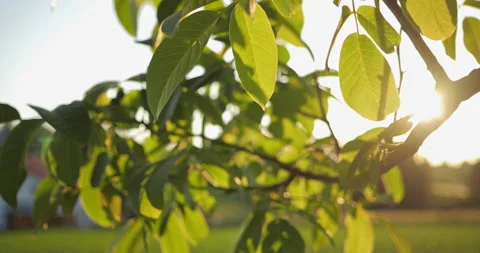 Closeup of a Nuttree with green leaves, sun and sun flares  Stock Footage 227968405