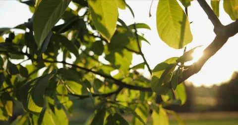 Closeup of a Nuttree with green leaves, sun and sun flares  Stock Footage 227968806