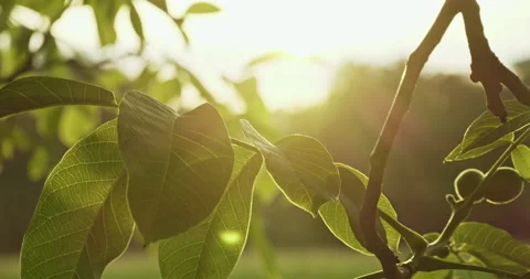Closeup of a Nuttree with green leaves, sun and sun flares  Stock Footage 227970130