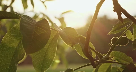 Closeup of a Nuttree with green leaves, sun and sun flares  Stock Footage 227971593