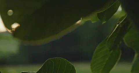 Closeup of a Nuttree with green leaves, sun and sun flares  Stock Footage 227972747
