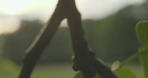 Closeup of a Nuttree with green leaves, sun and sun flares  Stock Footage 227974128
