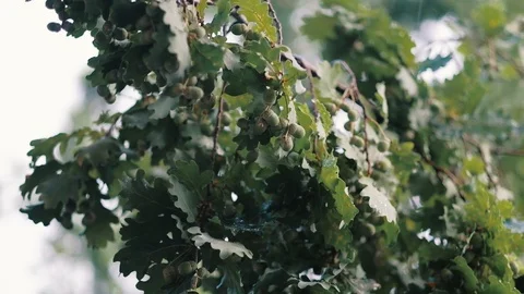 Closeup of an oak branch in a light summer rain slow motion recorded in HD 1920p Stock Footage 92200357