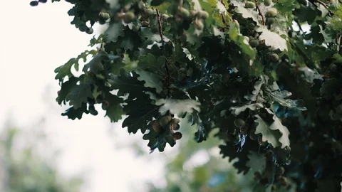 Closeup of an oak branch in a light summer rain slow motion recorded in HD 1920p Stock Footage 92200407
