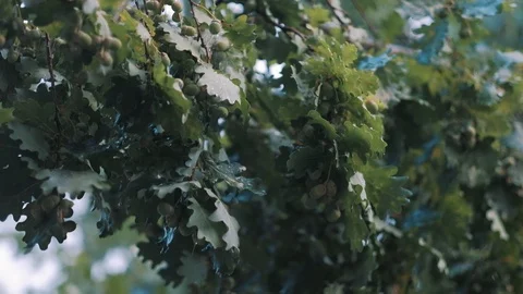 Closeup of an oak branch in a light summer rain slow motion recorded in HD 1920p Stock-Footage 92200421