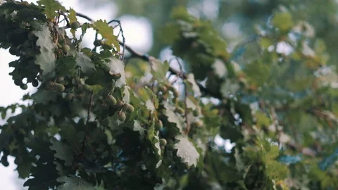 Closeup of an oak branch in a light summer rain slow motion recorded in HD 1920p Stock Footage 92200614