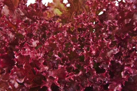 Closeup of an oak leaf lettuce Foto stock