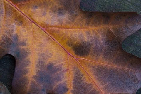 Closeup of oak leaf Stock Photos