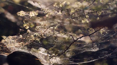 Closeup of Oak Leaf Rollers Video stock 130086232