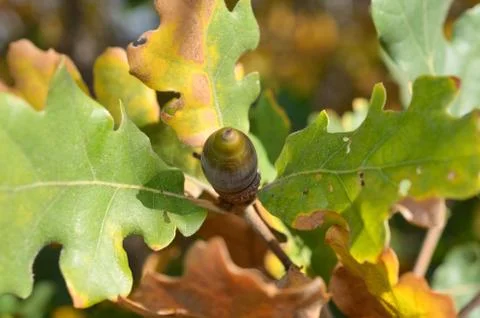 Closeup of oak Stock Photos