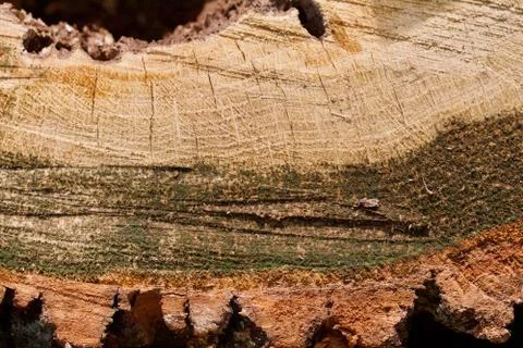 Closeup of an oak section with bark Stock Photos