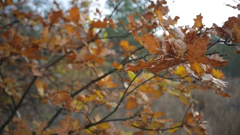 Closeup oak tree brainch with red dry leaves Stock Footage 249152975