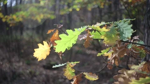 Closeup oak tree branch in a light of sun Stock Footage 142686786