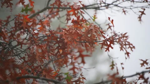 Closeup of oak tree branch in rain, raining weather autumn season Stock Footage 160222616