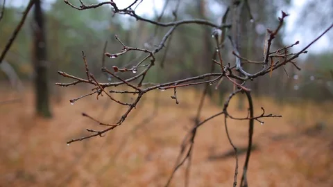 Closeup oak tree branch with water drop, rain forest scene Stock Footage 119319680