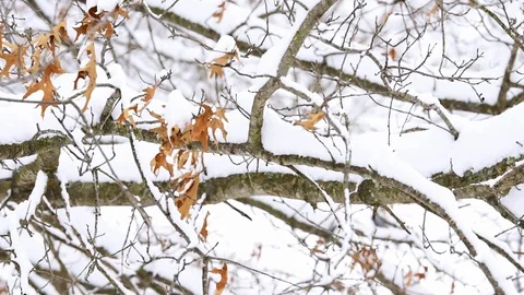 Closeup of oak tree leaves during winter in Virginia covered in snow Stock Footage 104560790