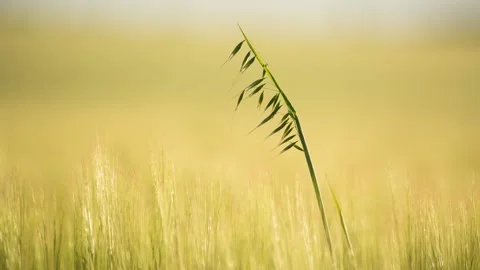 Closeup of oat sprout on yellow field long shot - rack focus Stock Footage 200043803