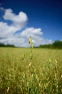 Closeup of Oats in Field Stock Photos