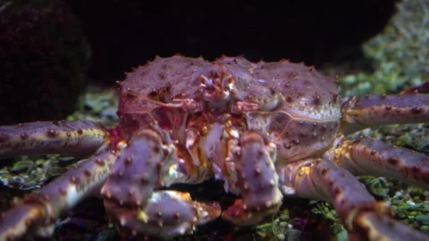 Closeup of oceanic crab. Precise macro photograph of marine species Видео 342075003