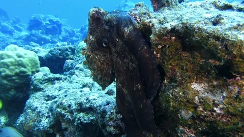 Closeup of Octopus Changing Color to Match Coral Reef in Mauritius Video stock 296568893