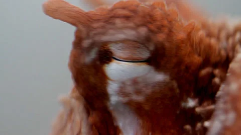 Closeup of Octopus Stock Footage 25542040