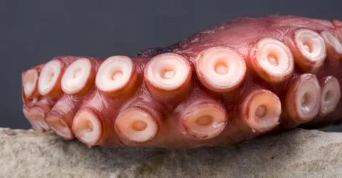 Closeup of octopus tentacles . Stock Photos