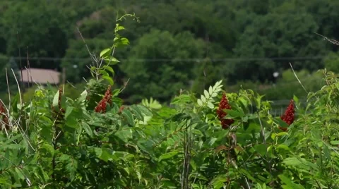 Closeup of odd  cranberry colored flowers growing 스톡 동영상 40151393