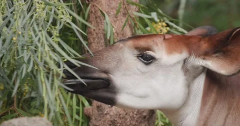 Closeup of Okapi Animal Eating Feeding Browsing Using Tongue Stock Footage 199757062