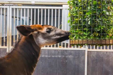 Closeup of a okapi eating from a basket full of branches with green leaves, z Stock Photos
