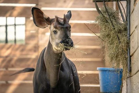 Closeup of an okapi eating grass Stock Photos