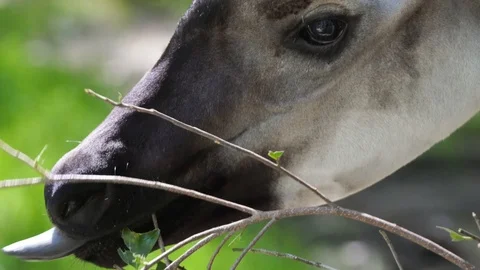 Closeup of okapi eating leaves in wild Africa Stock Footage 105882940