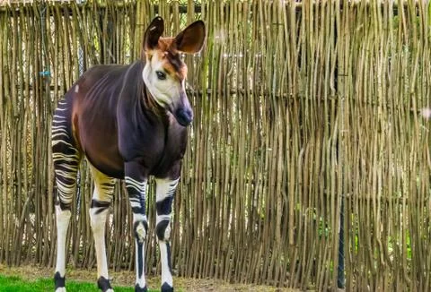 Closeup of a okapi, tropical endangered giraffe specie from Congo, Africa Stock Photos