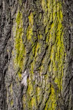 Closeup of old bark background Stock Photos
