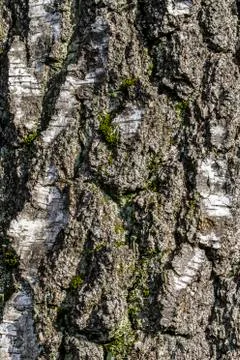 Closeup of old bark background Stock Photos