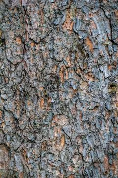 Closeup of old bark background Stock Photos
