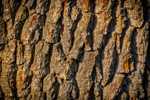 Closeup of old bark background Stock Photos