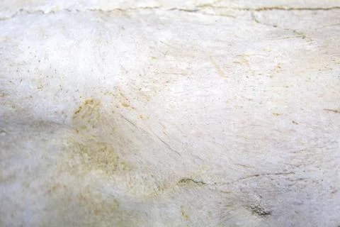 Closeup old bone background texture Stock Photos