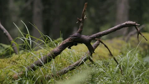 Closeup of an old branch  in a damp mountain forest after the rain in summer Stock Footage 268455595