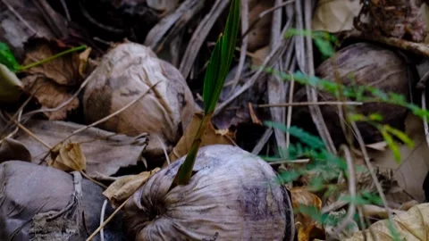 Closeup old coconut with new green sprout on tropical island in Fiji, South Stock Footage 344956870
