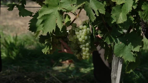 Closeup of old farmer hands cutting white grapes from a vine. Farm background. Stock Footage 161099473